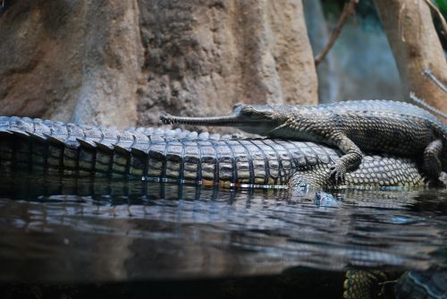 crocodile animal the prague zoo