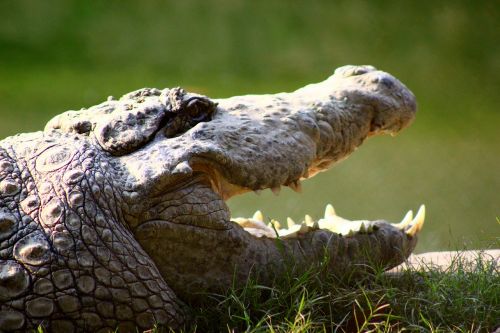 crocodile animal zoo