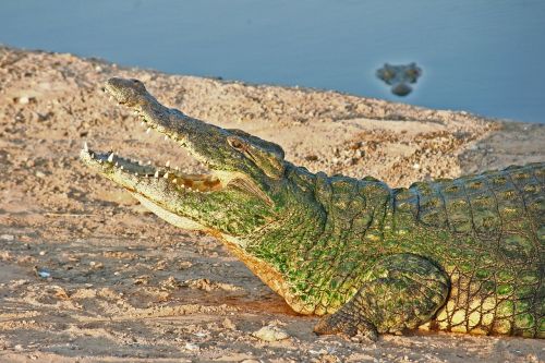 crocodile reptile wildlife