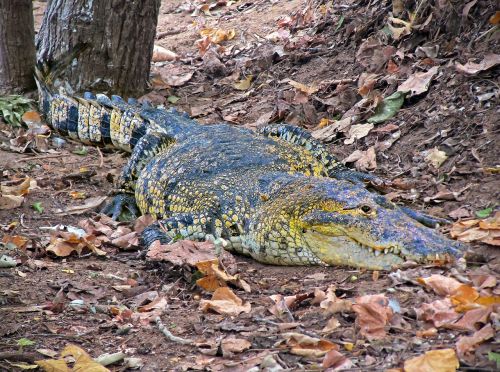 crocodile caiman wild