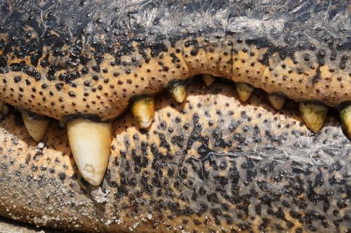 crocodile alligator river