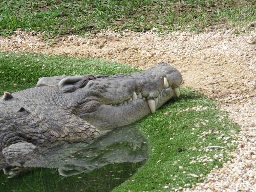 crocodile smile animal