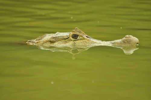 crocodile cayman cocodrile