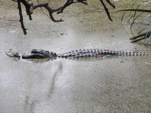 crocodile water animals