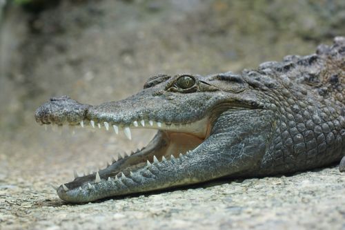 crocodile tooth lizard
