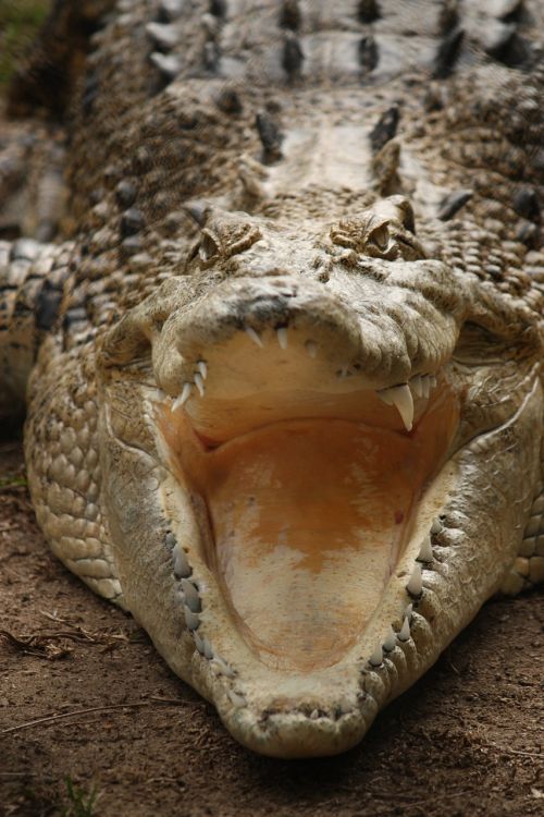 crocodile teeth australia