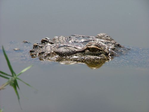alligator head eye