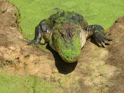 alligator swamp resting