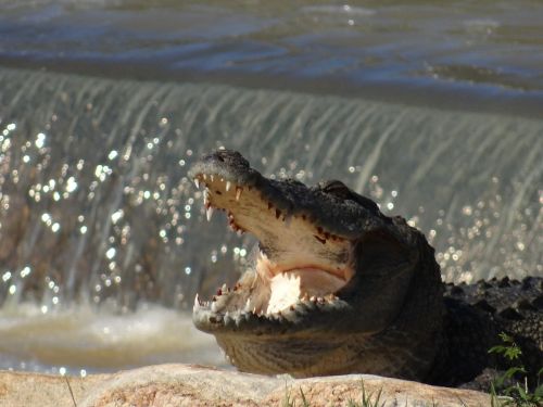 crocodile sri lanka animal