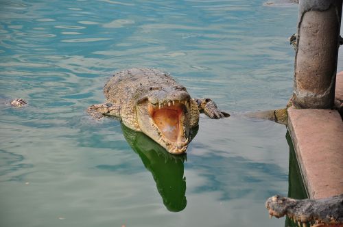 crocodile hunting wildlife