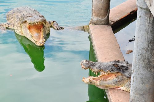 crocodile jaws reptile