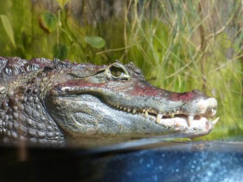 Crocodile Above Water