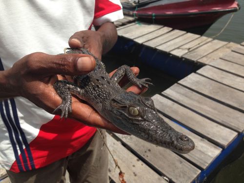 crocodile baby in hands sri lanka the cub