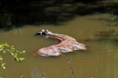Crocodile Catch