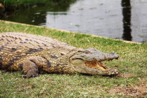 crocodile reptile predator