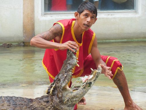 crocodile farm samut prakan thailand
