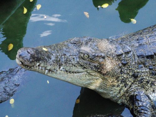 crocodile snout crocodile lies