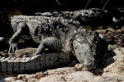 crocodiles reptiles wildlife