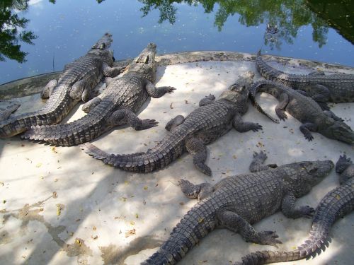 crocodiles animals the water