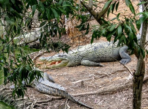 crocodiles queensland australia