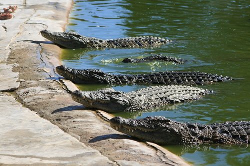 crocodiles  reptile  predator