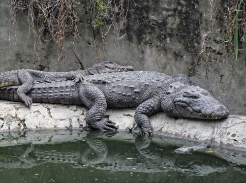 crocodiles rest sleepy