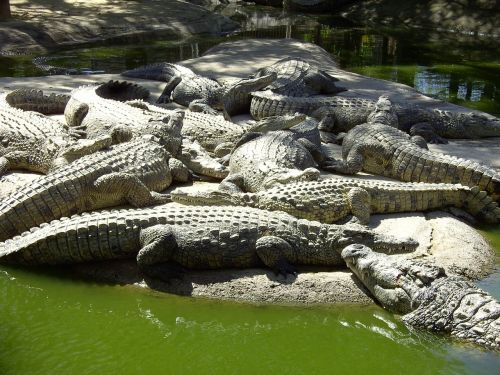 crocodiles nature reptile