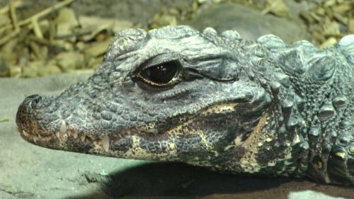 Crocodiles Head