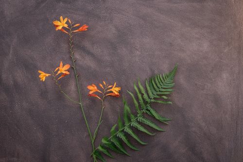 crocosmia flower schwertliliengewaechs