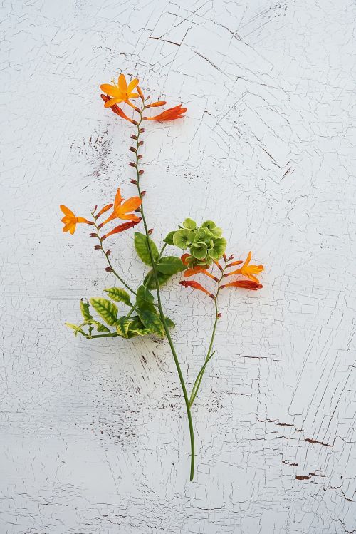 crocosmia schwertliliengewaechs ornamental plant
