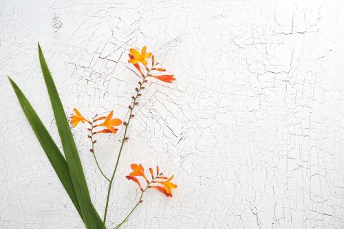 crocosmia schwertliliengewaechs ornamental plant