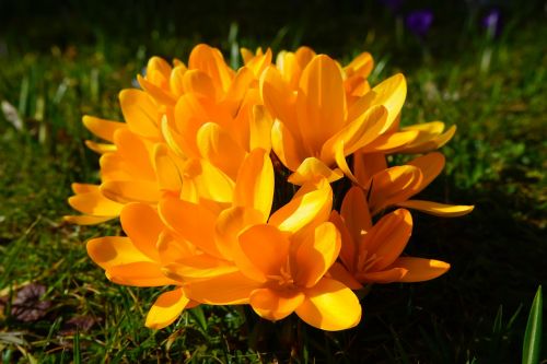 crocus flower spring