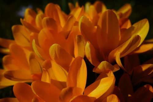 crocus flower spring