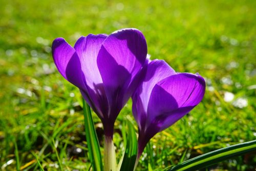 crocus flower spring