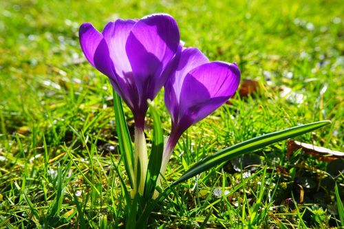 crocus flower spring