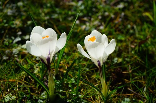 crocus flower spring