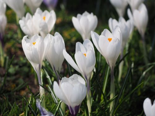 crocus flower spring