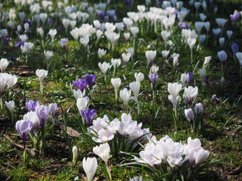 crocus flower spring