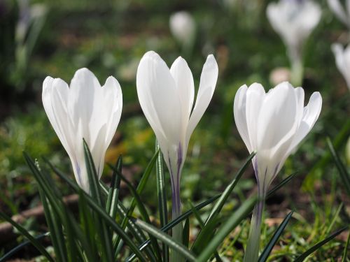 crocus flower spring