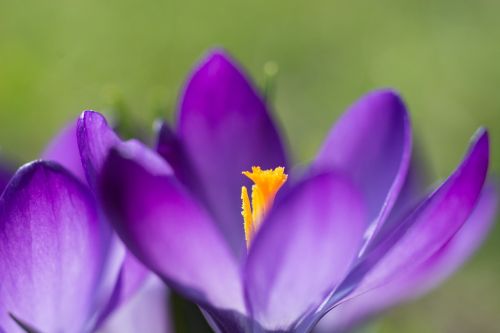 crocus spring crocus flower