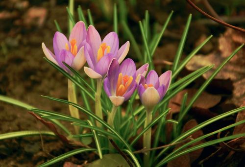 crocus spring spring flower