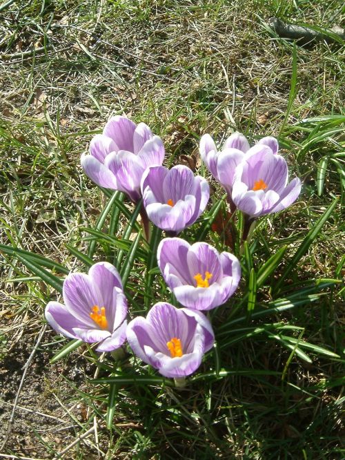 crocus spring flowers purple