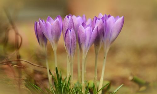 crocus spring purple
