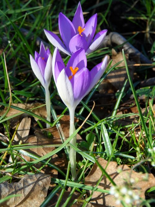 crocus purple violet