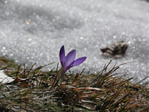 crocus flower snow