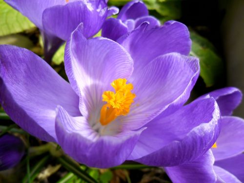 crocus flowers spring