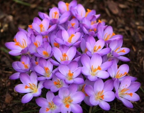 crocus purple flower spring flower