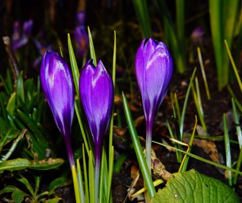 crocus bloom spring