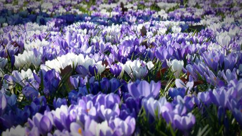 crocus garden flowers