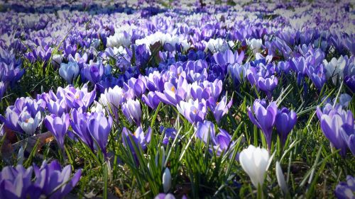 crocus garden flowers